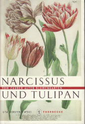 Narcissus und Tulipan